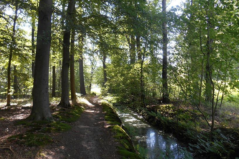 De Bosrand Bed & Breakfast Ommen